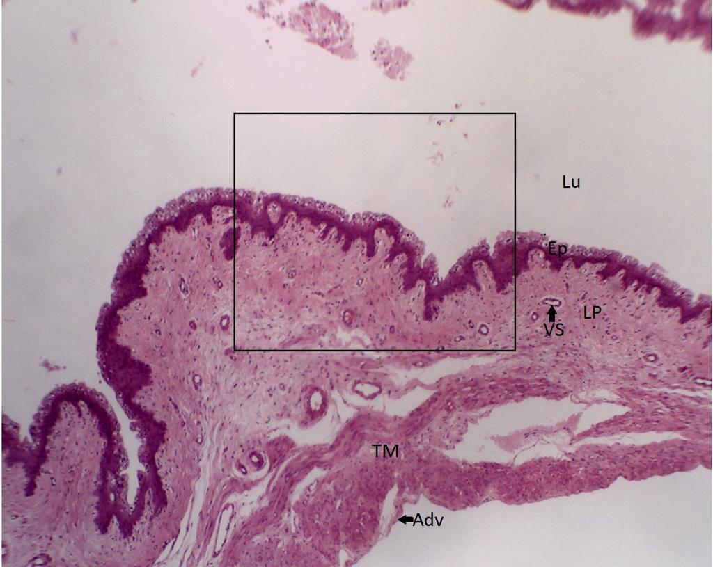PRÁTICA 08: VAGINA (HE) LÂMINA: VAGINA (HE) 1) Nas objetivas 04, 10 e 40 observar a mucosa da vagina formada por epitélio estratificado pavimentoso não queratinizado, lâmina própria com vasos