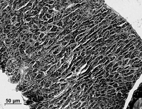 As células germinais apresentam núcleo evidente, com um nucléolo claramente visível e citoplasma pouco distinto, podendo atingir um diâmetro médio de 8,46 µm.