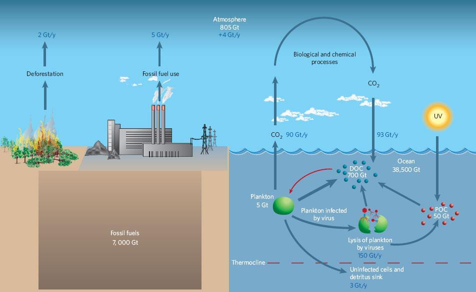 Vírus: catalisador do ciclo de carbono 32 Gt/ano Atmosfera Desmatamento Queima comb.