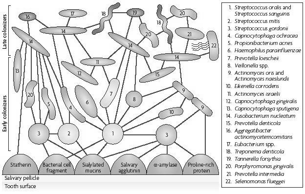 (2006) Fatores que regulam a microbiota bucal Físico-químico