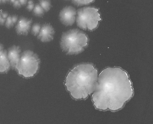 Peptostreptococcus spp. Treponema denticola Coagregação Cápsula/LPS Veillonella spp. Fusobacterium spp.
