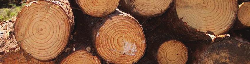 MERCADO INTERNO - ESTADO DE SÃO PAULO Produtos Florestais Analisando os dados, constatam-se expressivas alterações nos preços de madeiras in natura e semiprocessadas, em especial dessas últimas, no