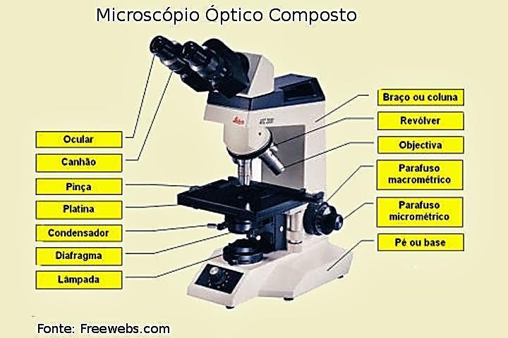 Estudos das células vivas Microscópio óptico Séc.