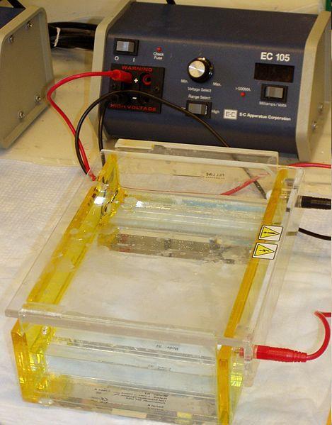 Análises moleculares do DNA O resultado da eletroforese é uma imagem fotográfica