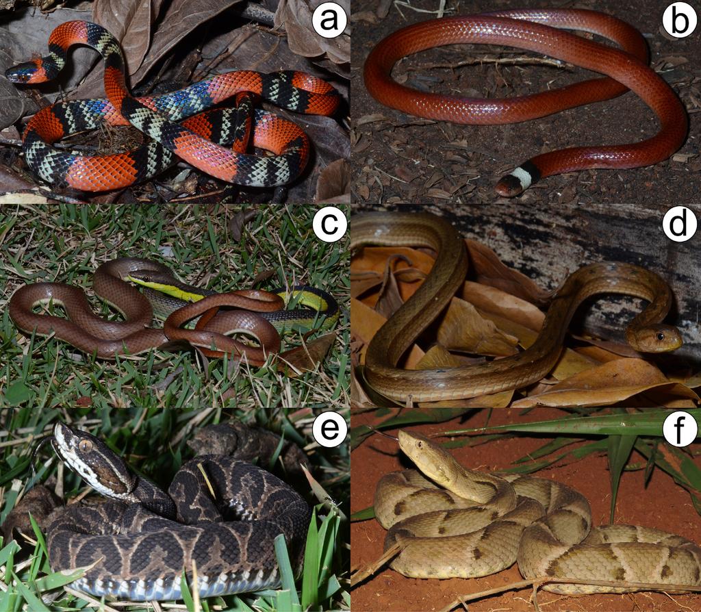 Snakes of Campo Grande municipality, Mato Grosso do Sul state, Central Brazil 323 Figure 2.