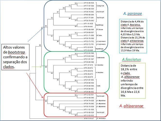 Figura 10.: Árvore consenso a partir das análises de Neighbor-Joining, Minimum Evolution, Máxima Parsimônia para as espécies Astyanax com base na sequência completa do gene mitocondrial CitB.