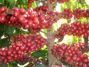 17/02/2017 Café conilon ganha isenção de imposto de importação O Brasil é o maior exportador mundial de café nas variedades arábica e robusta (conilon).