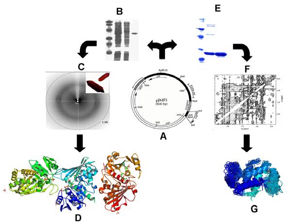 O material inicial é normalmente um tecido biológico ou uma cultura microbiana (nativa ou recombinante).