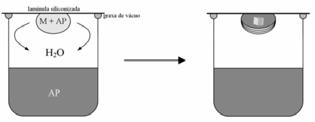 Estratégias: (pureza > 97%) Ensaios Enzimáticos; Determinação Estrutural Estratégias para resolução estrutural Cristalização e difração de raios X Expressão e purificação do produto gênico Expressão