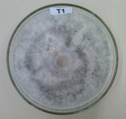 21 Figura 2. Detalhe de colônias de submetidas à diferentes fotoperíodos, sendo T1 (0% LUZ); T2 (50% LUZ) e T3 (100% LUZ). Fonte: a autora, 2014.