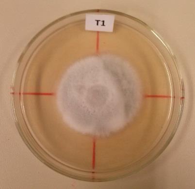 22 Figura 3. Detalhe da colônia de submetidos a diferentes temperaturas, sendo T1 (20 C), T2 (temperatura ambiente) e T3 (30 C). Fonte: a autora, 2014.