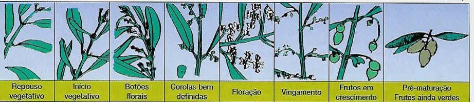 Oliveira O abrolhamento foi igualmente tardio, como em 2006, o vingamento foi mais precoce mas no final da campanha as azeitonas começaram a pintar ao mesmo tempo que no ano anterior.