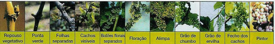 2.3- Ciclo vegetativo das culturas Vinha- As datas representam uma média na região uma vez que ela é distinta, constituída por vários microclimas, e para além disso as castas encontram-se misturadas.