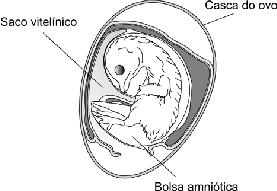 IJSO 2008 Preparação: Biologia (Lista 03) Aluno: Código Nota: Parte I: Questões (5,0) 01.