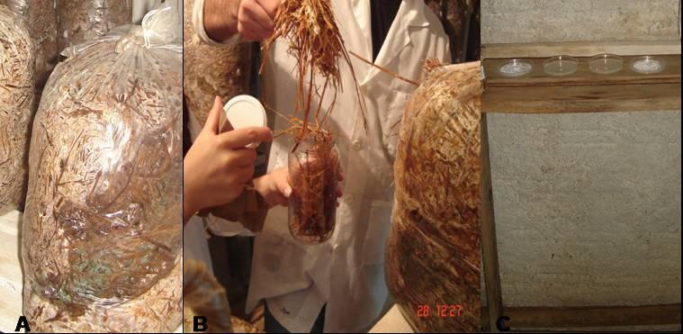 23 Figura 6: Coleta de amostras: A= sacos com evidência de contaminação; B= coleta da palha já colonizada sem evidências de contaminação e C= disposição das placas para coleta de fungos anemófilos na