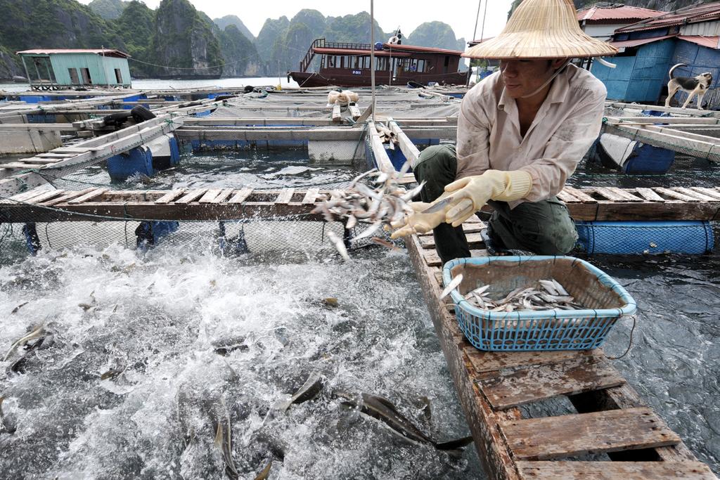Meld. St. 22 (2016 2017) Relatório para a Storting (Assembleia Nacional) 19 Figure 2.4 A Noruega apoia o desenvolvimento do setor das pescas no Vietname desde 1998. Foto: Ken Opprann. 2.3.