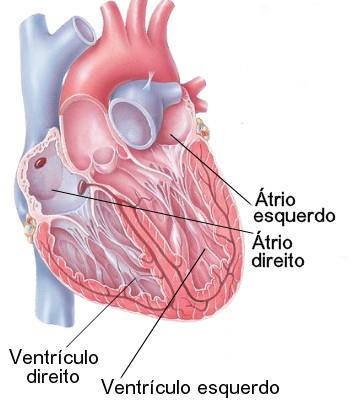 Ocorrem quatro câmaras dividas por septos