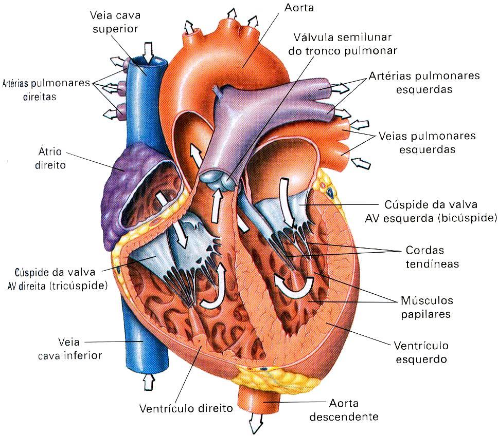 Grandes vasos do coração: + Lado direito (sangue venoso): veias cava superior e inferior (AD),