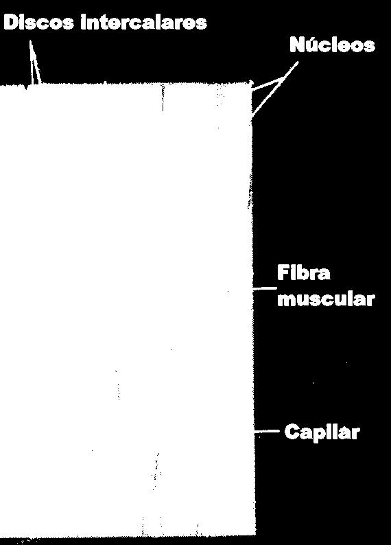 Isso permite que uma cadeia de células musculares se comporte como um sincício, pois o sinal para a contração muscular passa como uma onda de uma célula para a outra.