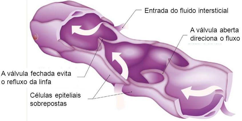 Depois de filtrada nos linfonodos (nódulos linfáticos ou gânglios linfáticos), a linfa é reconduzida à circulação sangüínea; O deslocamento da linfa ocorre principalmente devido