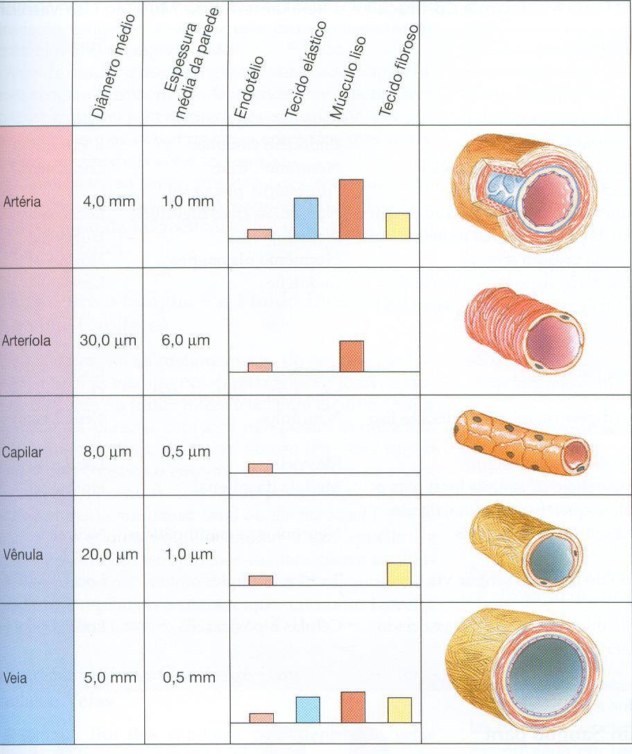 Tipos: + Artérias e arteríolas; +