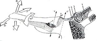 14 3.A Articulação Esternocostoclavicular É uma articulação em forma de sela. Ela permite à clavícula os movimentos de elevação, abaixamento, e de rotação sobre o seu eixo.