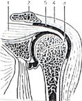 17 Segundo Kapandji Corte vértico - frontal do ombro, braço em posição vertical ao longo do corpo O supraespinhal ( 1 ) passando sob a articulação acrômioclavicular ( 2 ) para fixar-se sobre o