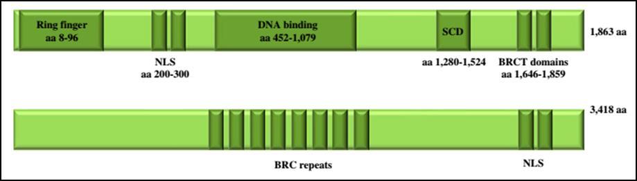 gene BRCA1 (Breast Cancer 1) localiza-se no braço longo do cromossomo 17 na posição 21, possui 24 éxons, que correspondem a aproximadamente 81 kb, sendo os éxons 1 e 4 não codantes.