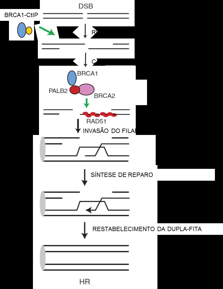 extensivamente estudado e as evidências tem demonstrado que esta proteína atua em duas etapas deste reparo (Moynahan et al., 1999; Paull et al., 2001; Prakash et al., 2015).