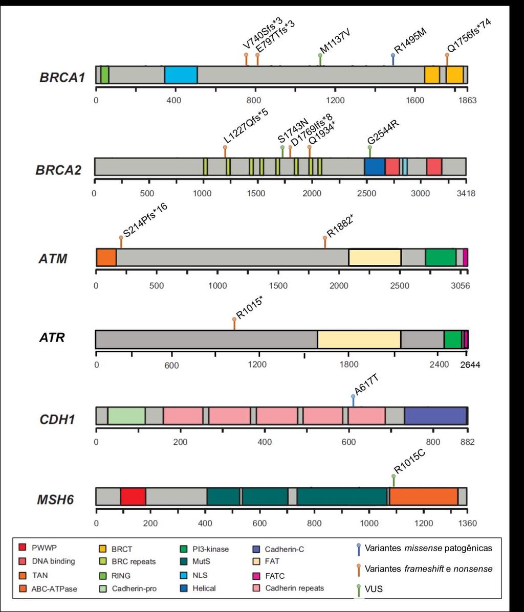 Na figura abaixo, têm-se as representações esquemáticas da estrutura primária das proteínas decodificadas a partir dos genes nos quais foram identificadas mutações no presente estudo.
