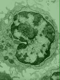 (1977) Prenatal development of the human with special reference to craniofacial structures Washington DC National Institute of