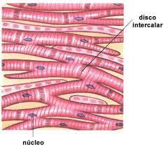 simultânea (sincício funcional) Tecido conjuntivo separa átrios de ventrículos