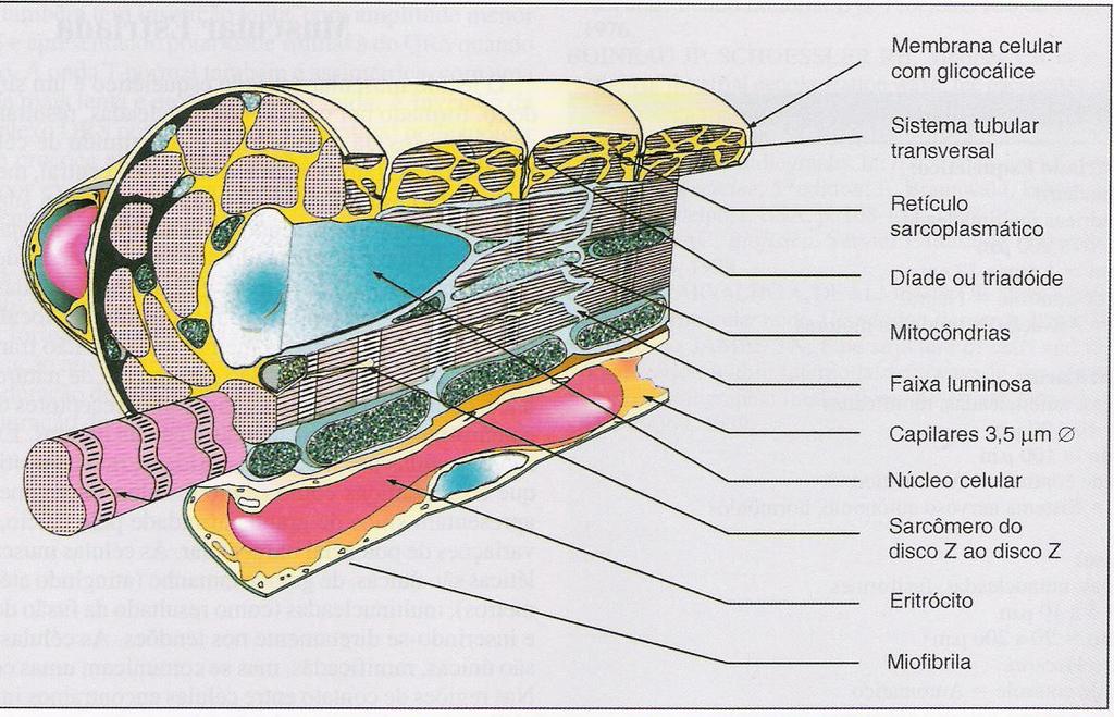 FISIOLOGIA