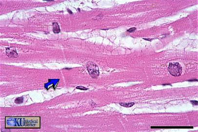 FISIOLOGIA