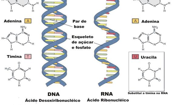 Bio Cel