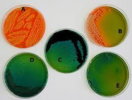 Agar