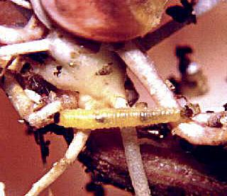 12 Principais pragas Os insetos podem afetar de maneira total ou parcial o potencial produtivo da cultura.