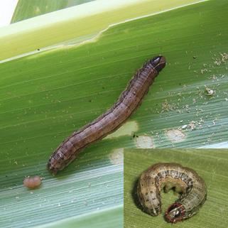 18 Lagartas A lagarta-do-cartucho (Spodoptera frugiperda) é hoje considerada uma das principais pragas que assola a cultura do milho, gerando perdas econômicas anuais estimadas em mais de 400 milhões