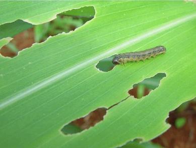 21 Conheça outras formas de checar o nível de controle da lagarta- -do-cartucho: Fonte: BASF 1. Evitar a rotação de cultivos que permitam a permanência e o desenvolvimento da praga na área. 2.
