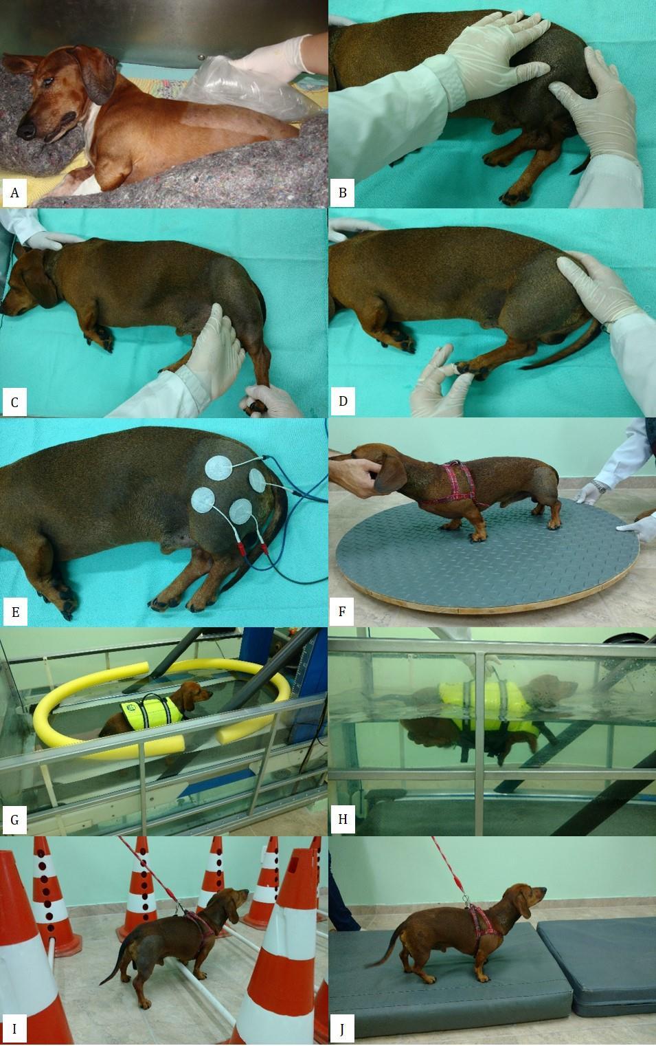 36 Figura 1. Modalidades fisioterapêuticas utilizadas nos protocolos dos cães com doença do disco intervertebral toracolombar submetidos à descompressão cirúrgica.