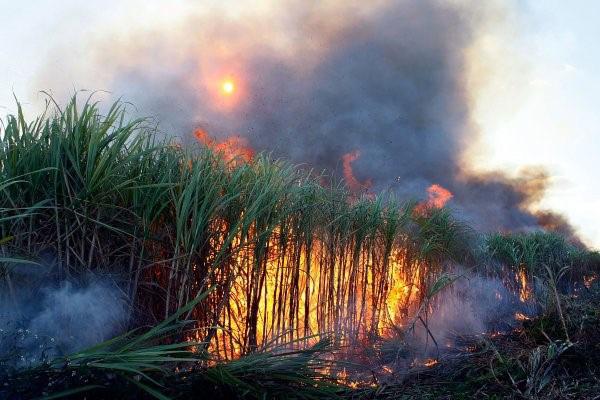 QUESTÃO 1 Em 2007, o setor sucroalcooleiro e o governo do Estado de São Paulo firmaram um acordo com o objetivo de substituir a queima da palha da cana-de-açúcar pela colheita mecanizada.