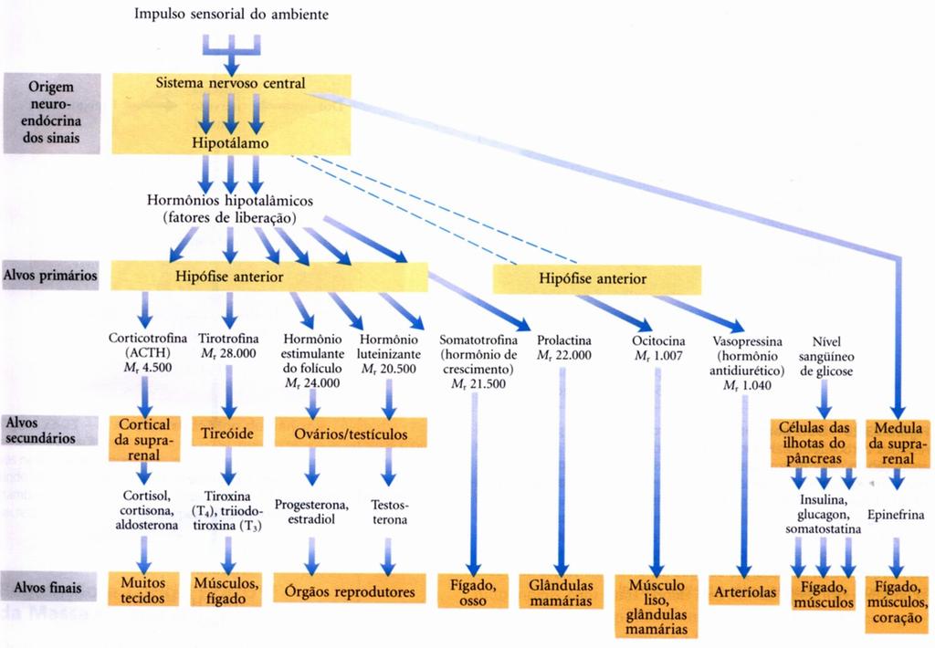 Hipófise Anterior / Adeno-hipófise