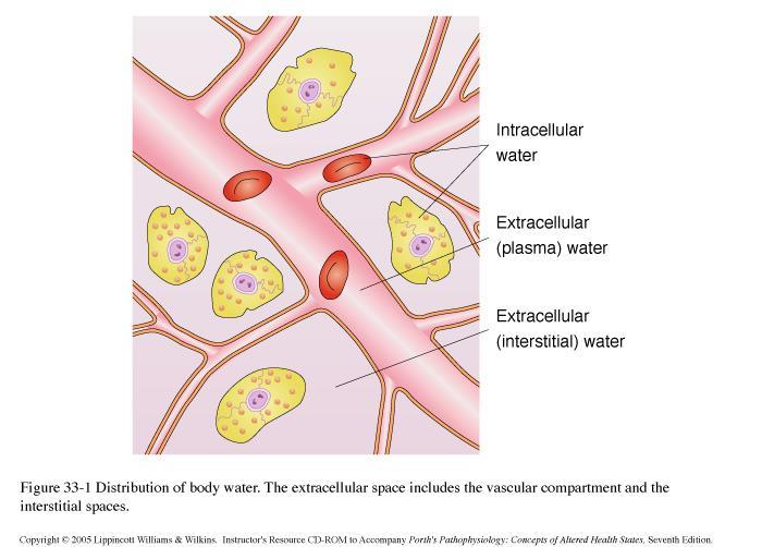 Água Corporal 60% Água Intracelular