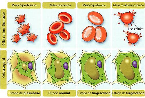 Especificidade em