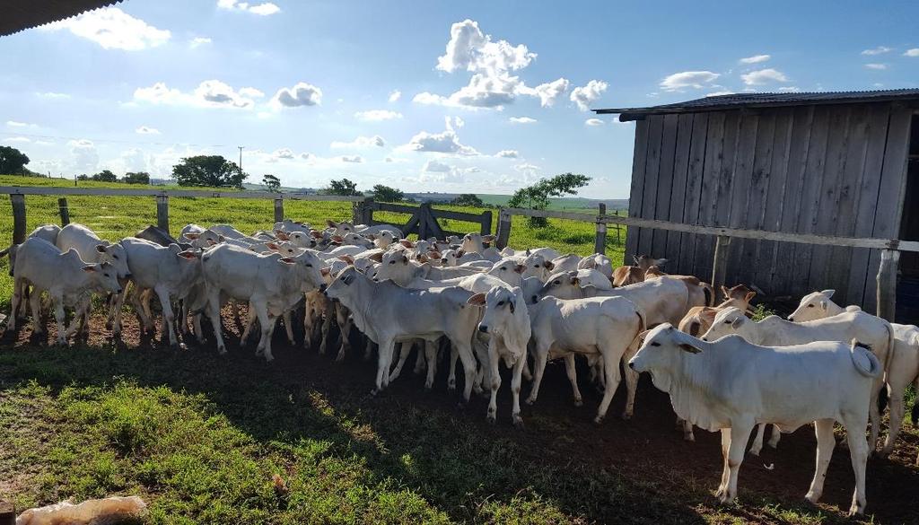 37 da fazenda que passou da produção de leite para produção de animais de engorda.