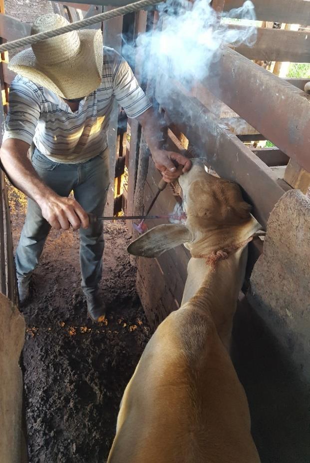 51 2.13 VACINAÇÃO A vacinação foi umas das atividades desenvolvidas durante o período de estágio, sendo para: Brucelose, Carbúnculo e Febre Aftosa.