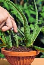 As plantas medicinais em vaso A cultura de plantas medicinais no jardim é relativamente simples, exigindo apenas algum acompanhamento.