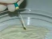 extrato glicólico de bardana 40% (Arctium lappa) (Byofórmula Farmácia de Manipulação, São José