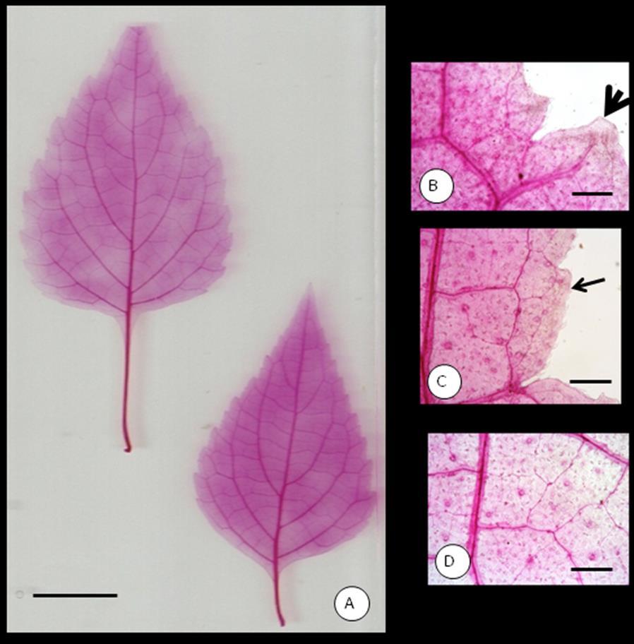 Arquitetura foliar (Fig. 2A- D) Folhas simples, opostas, ovadas, membranáceas. Pecíolo longo marrom - esverdeado, canaliculado.
