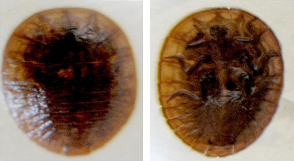 20 Monitoramento Biológico das Águas no Bioma Cerrado... Fig. 5. Coleoptera em vistas dorsal (esquerda) e ventral (direita). Fotos: Kathia C. Sonoda Diptera.